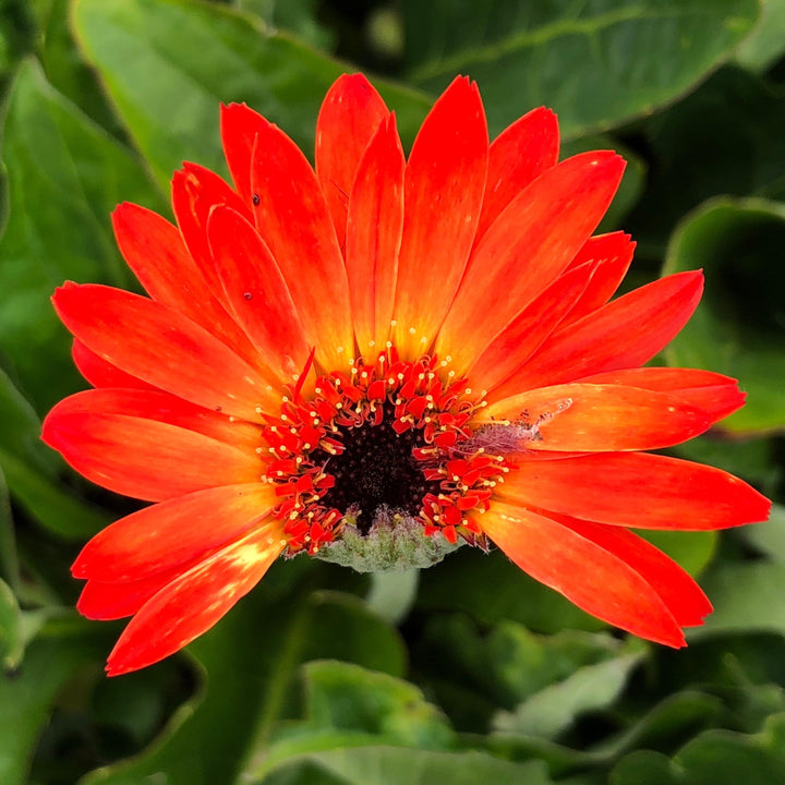 Gerbera 'Garsunset' ~ Garvinea® Sweet Sunset Gerbera-ServeScape