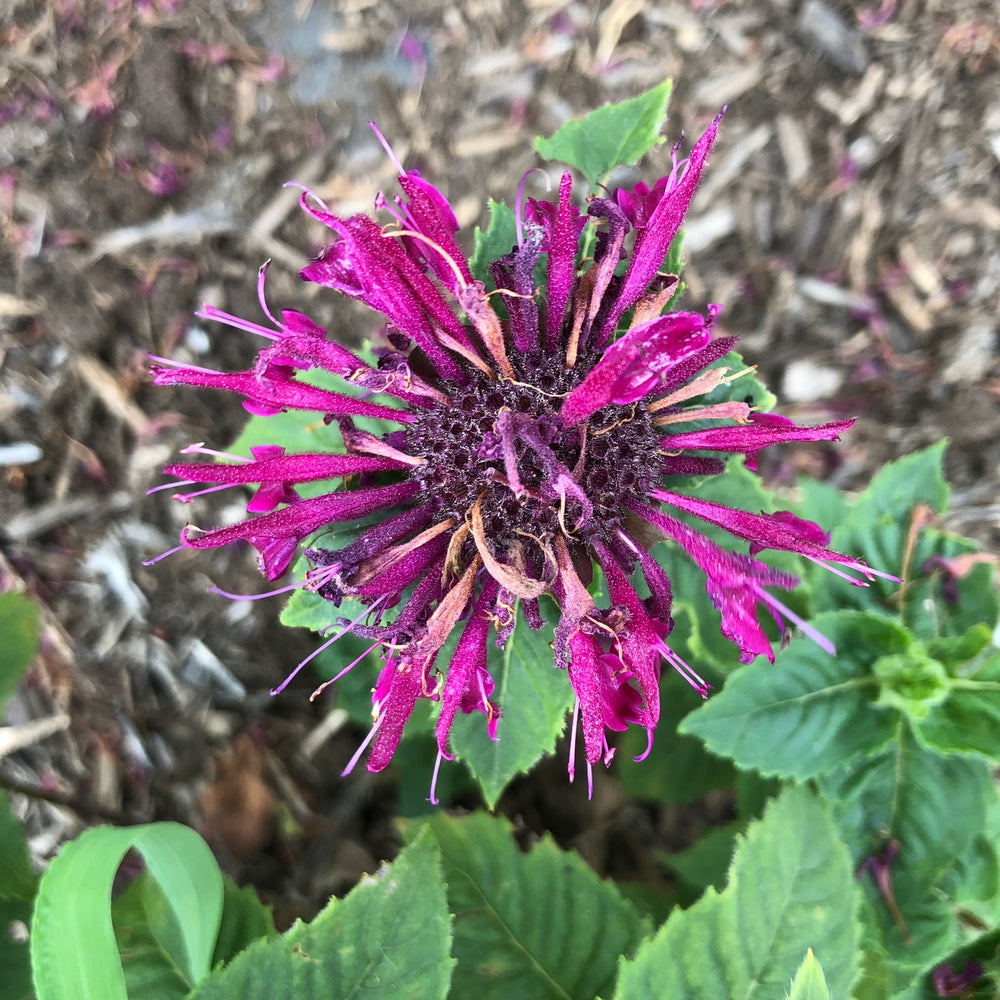Copy of Monarda 'MON0005BTR' ~ Bee-You™ Bee-True Bee Balm-ServeScape
