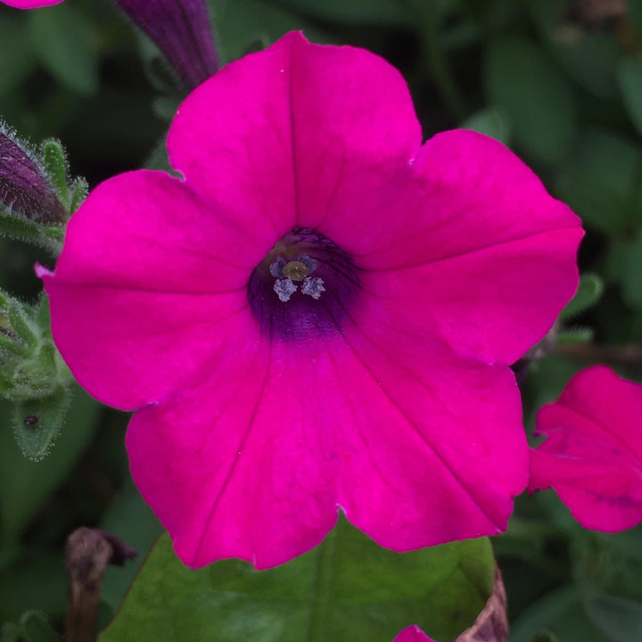 Petunia x ' Itsy Magenta' ~ Itsy™ Magenta Petunia-ServeScape