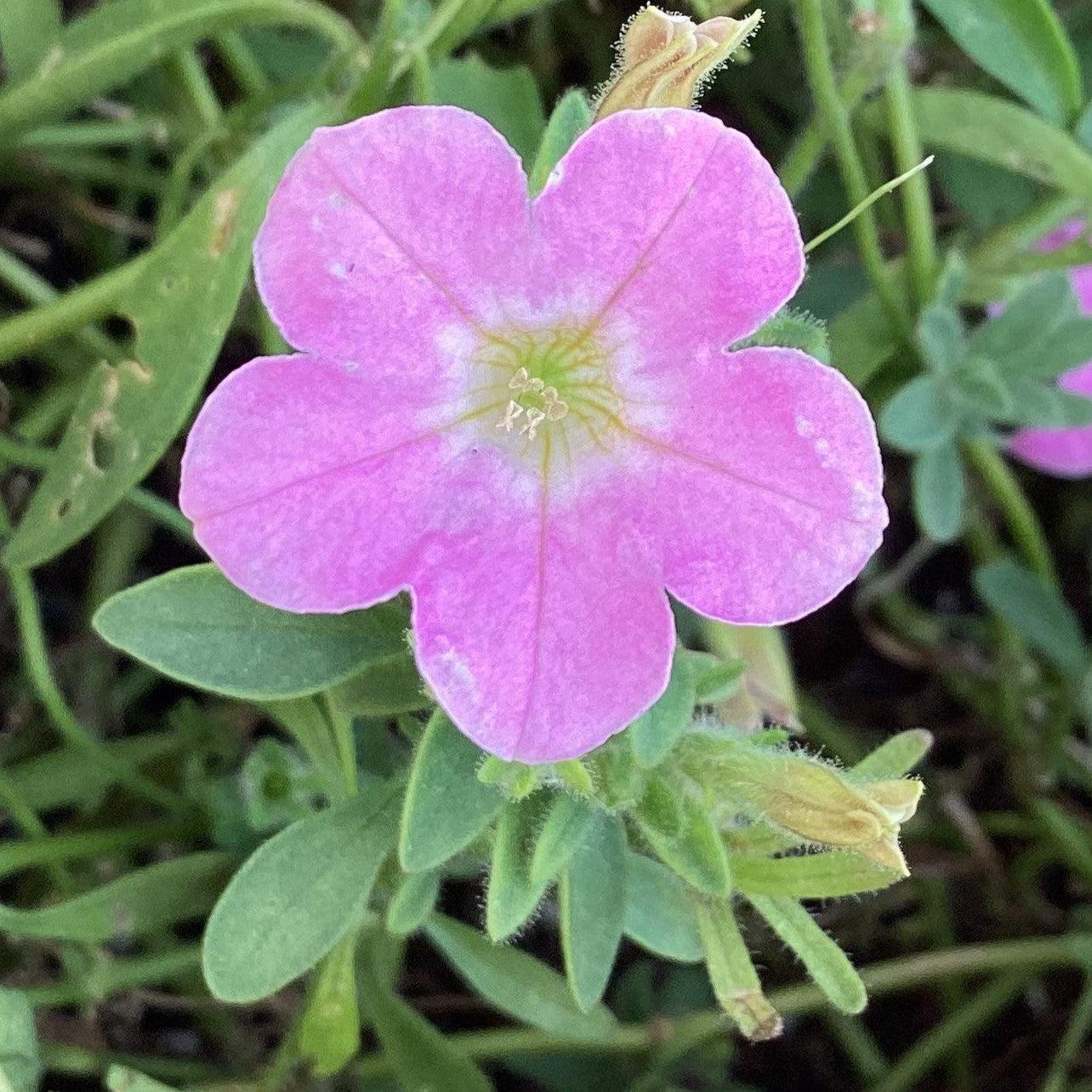 Petunia x ' Itsy Pink' ~ Itsy™ Pink Petunia-ServeScape