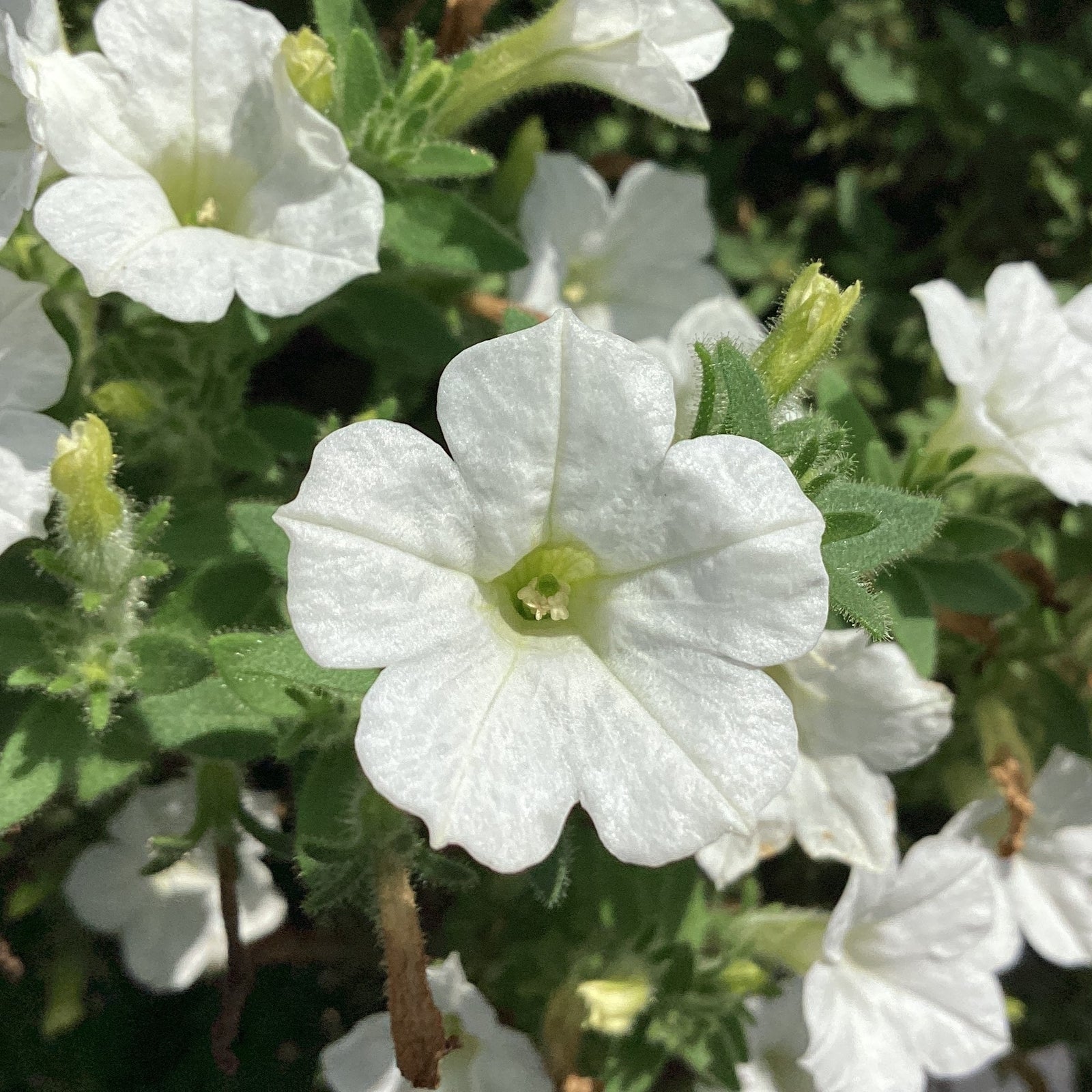 Petunia x ' Itsy White' ~ Itsy™ White Petunia-ServeScape