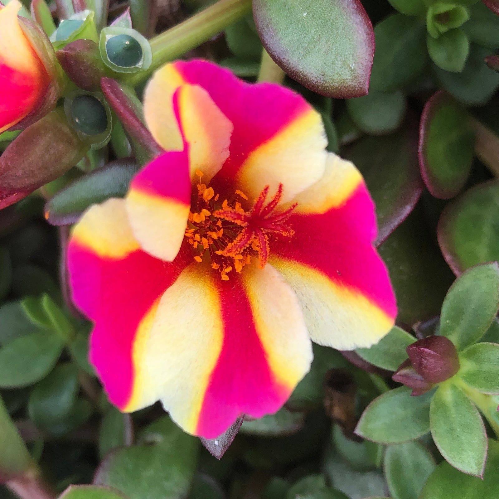 Portulaca oleracea 'Wesposegwapuimp' ~ ColorBlast™ Watermelon Punch Purslane-ServeScape