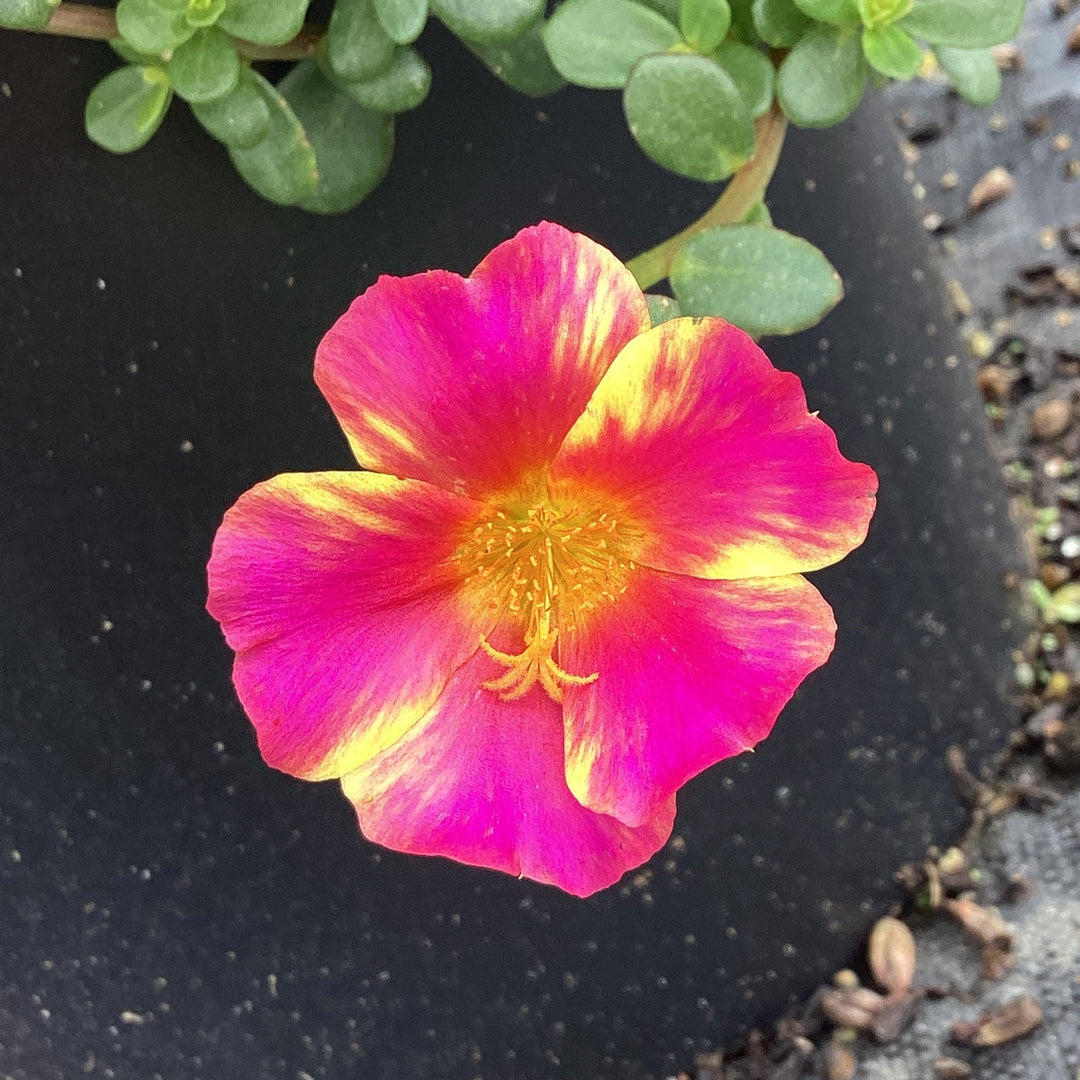 Portulaca oleracea 'Mega Pazzaz Pink Twist' ~ Monrovia® Mega Pazzaz™ Pink Twist Purslane-ServeScape