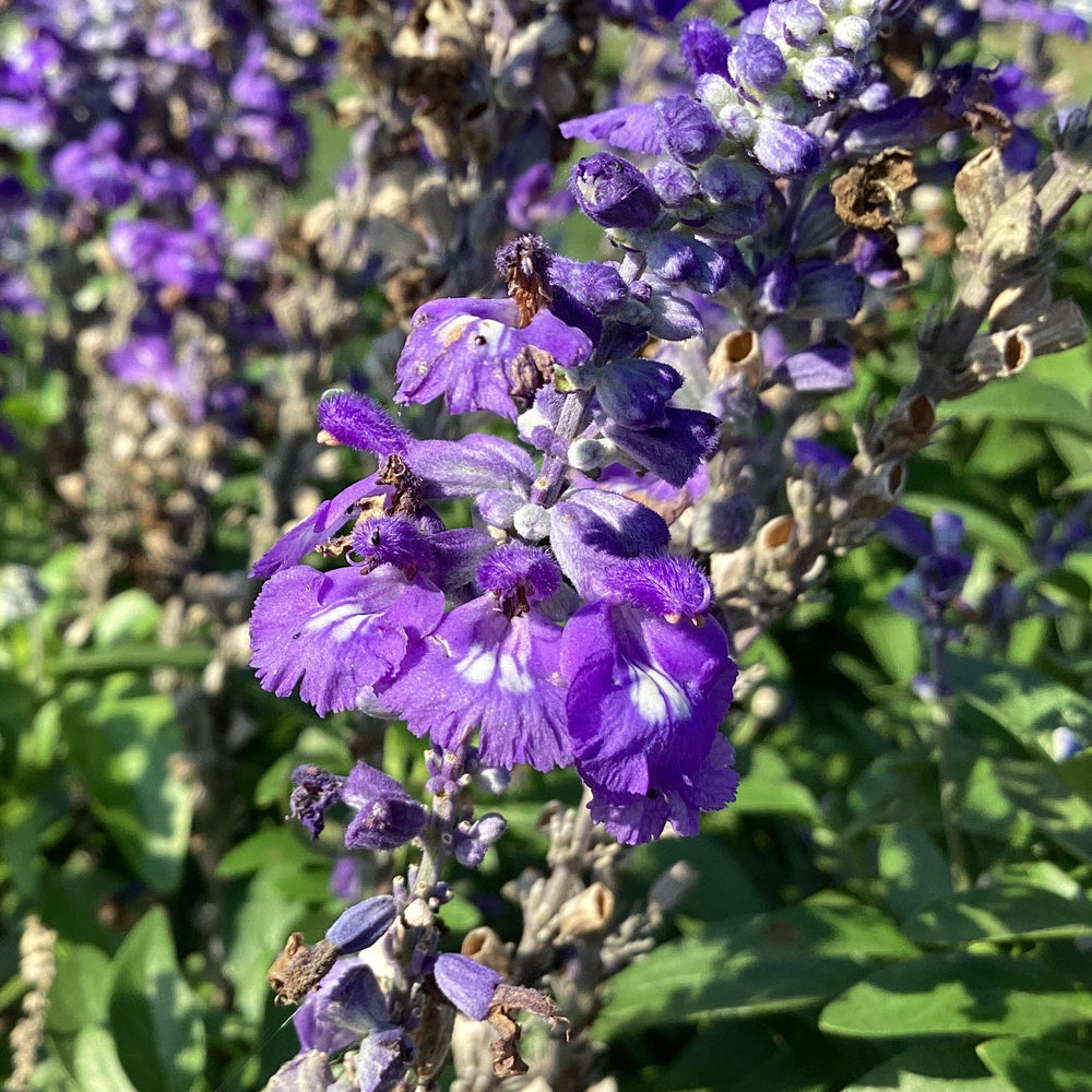 Salvia farinacea 'Blue Lagoon' ~ Sallyfun™ Blue Lagoon Salvia-ServeScape