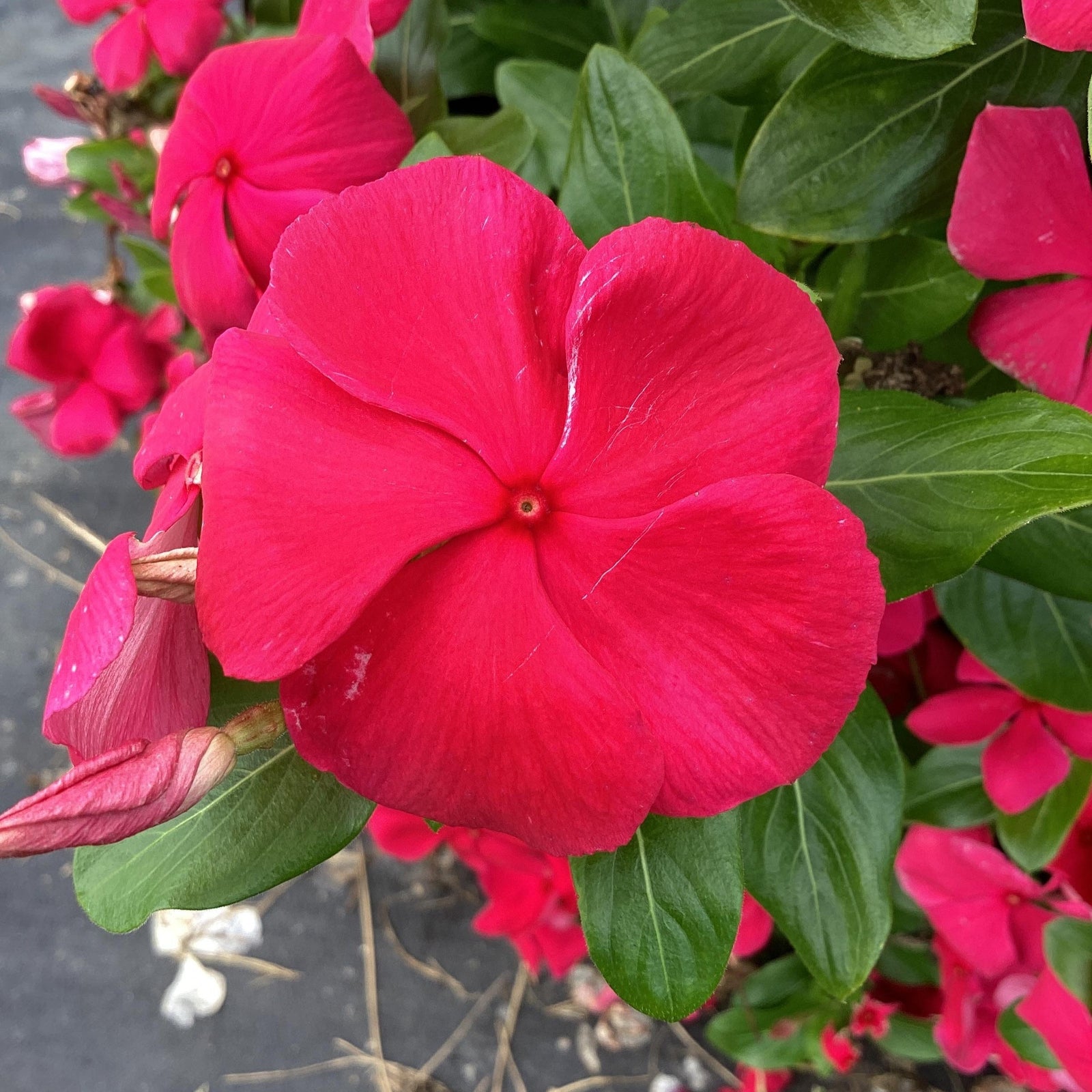 Catharanthus roseus 'Cora Cascade Punch' ~ Cora® Cascade Punch® Vinca-ServeScape