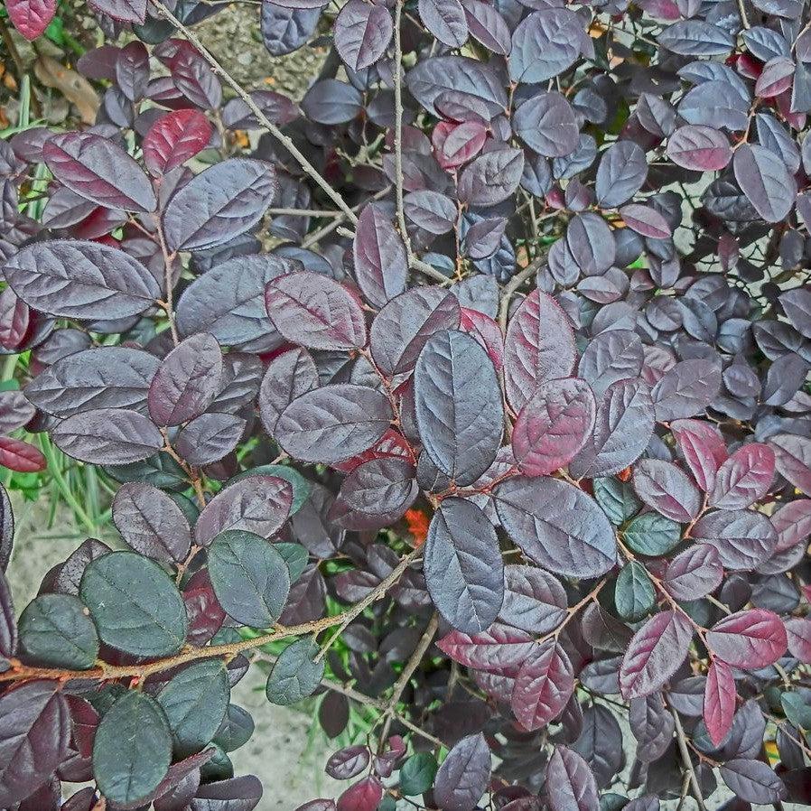 Loropetalum chinense 'Red Chocolate' ~Red Chocolate Fringe Flower-ServeScape