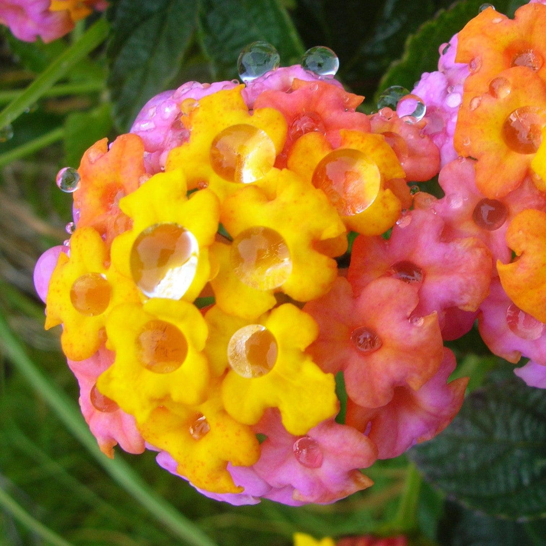 Lantana camara 'LANZ0001' PP #23,340 ~ Monrovia® Bandana® Rose Lantana-ServeScape