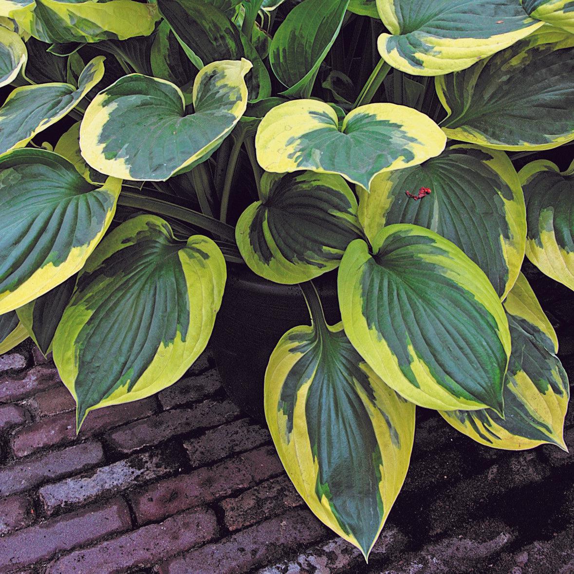 Hosta 'Twilight' ~ Twilight Hosta-ServeScape