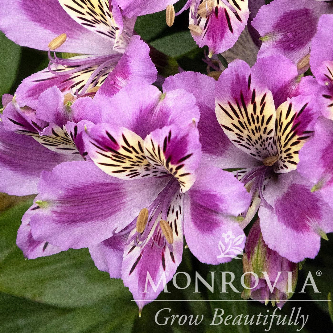 Alstroemeria x 'Zaprimu'~ Monrovia® Colorita® Mulan® Peruvian Lily-ServeScape