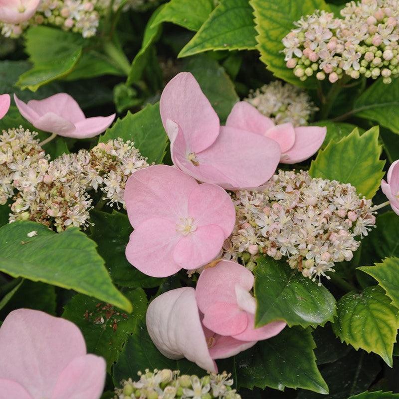 Hydrangea macrophylla 'Game Changer Pink' ~ Game Changer® Pink Hydrangea-ServeScape