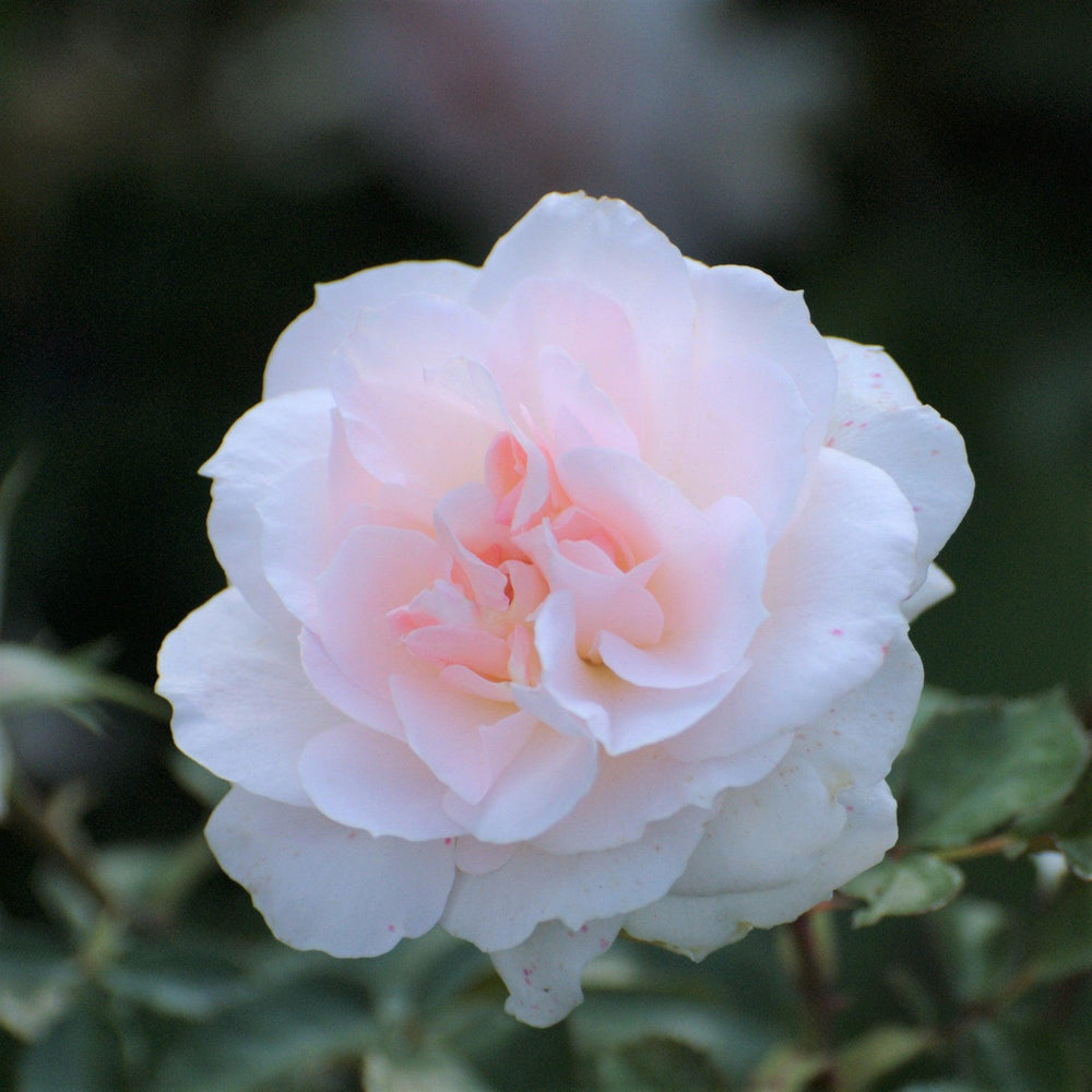 Camellia sasanqua 'Jean May' ~ Monrovia® Jean May Camellia-ServeScape