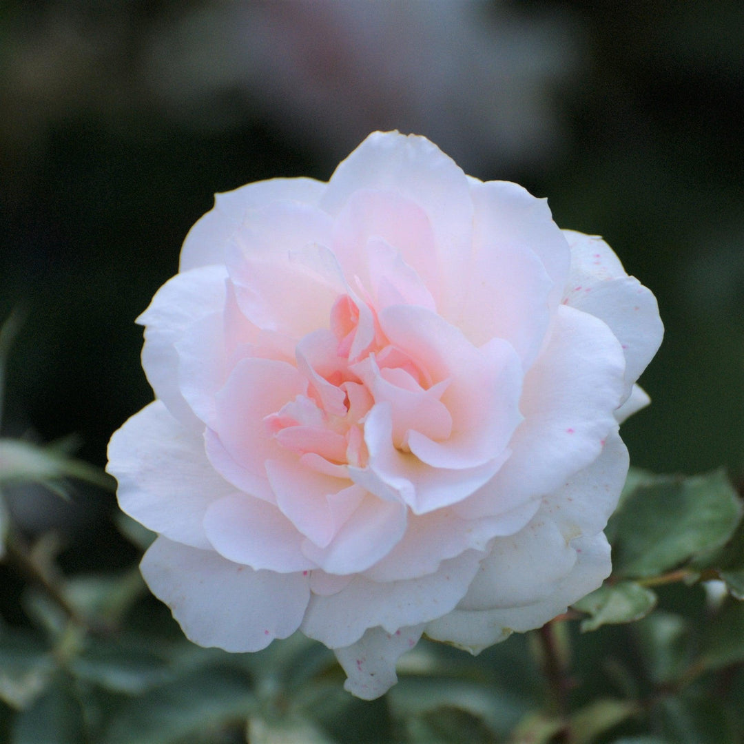 Camellia sasanqua 'Jean May' ~ Monrovia® Jean May Camellia-ServeScape