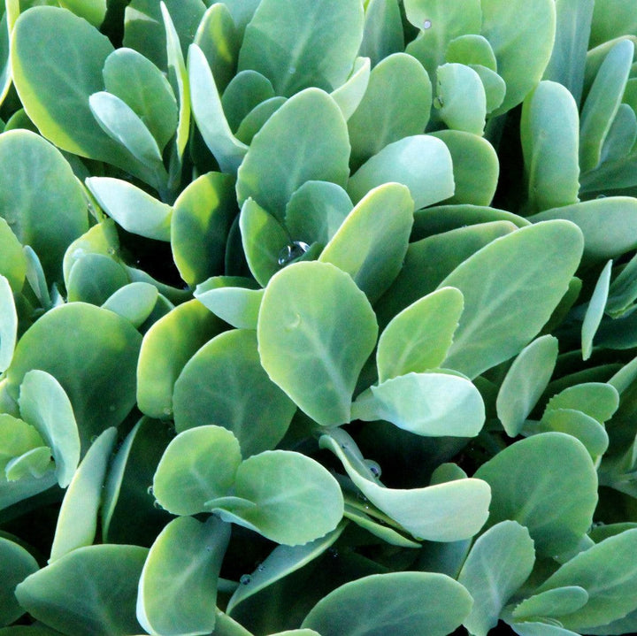 Sedum spectabile 'Crystal Pink' ~ Monrovia® Crystal Pink Sedum-ServeScape
