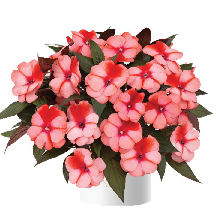 Impatiens hawkeri 'Harmony Salmon Cream' ~ Harmony® Salmon Cream New Guinea Impatiens-ServeScape