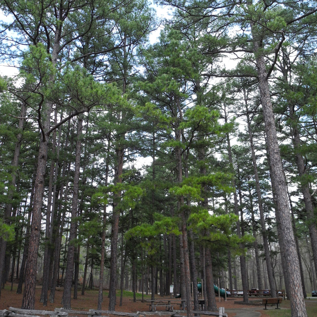 Pinus echinata ~ Shortleaf Pine-ServeScape