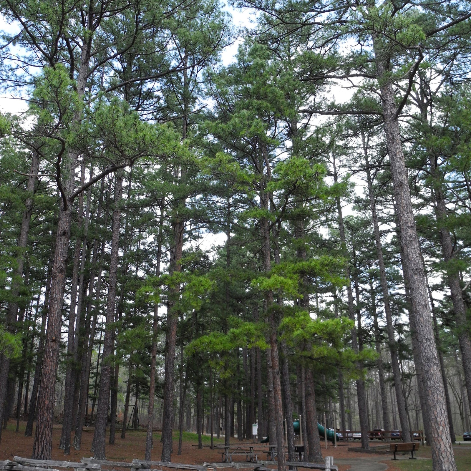 Pinus echinata ~ Shortleaf Pine-ServeScape