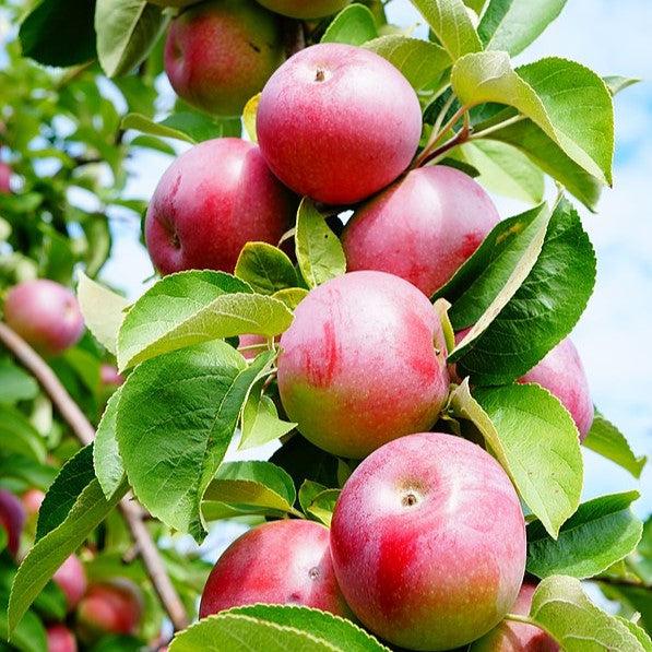 Malus domestica 'McIntosh' ~ McIntosh Apple-ServeScape