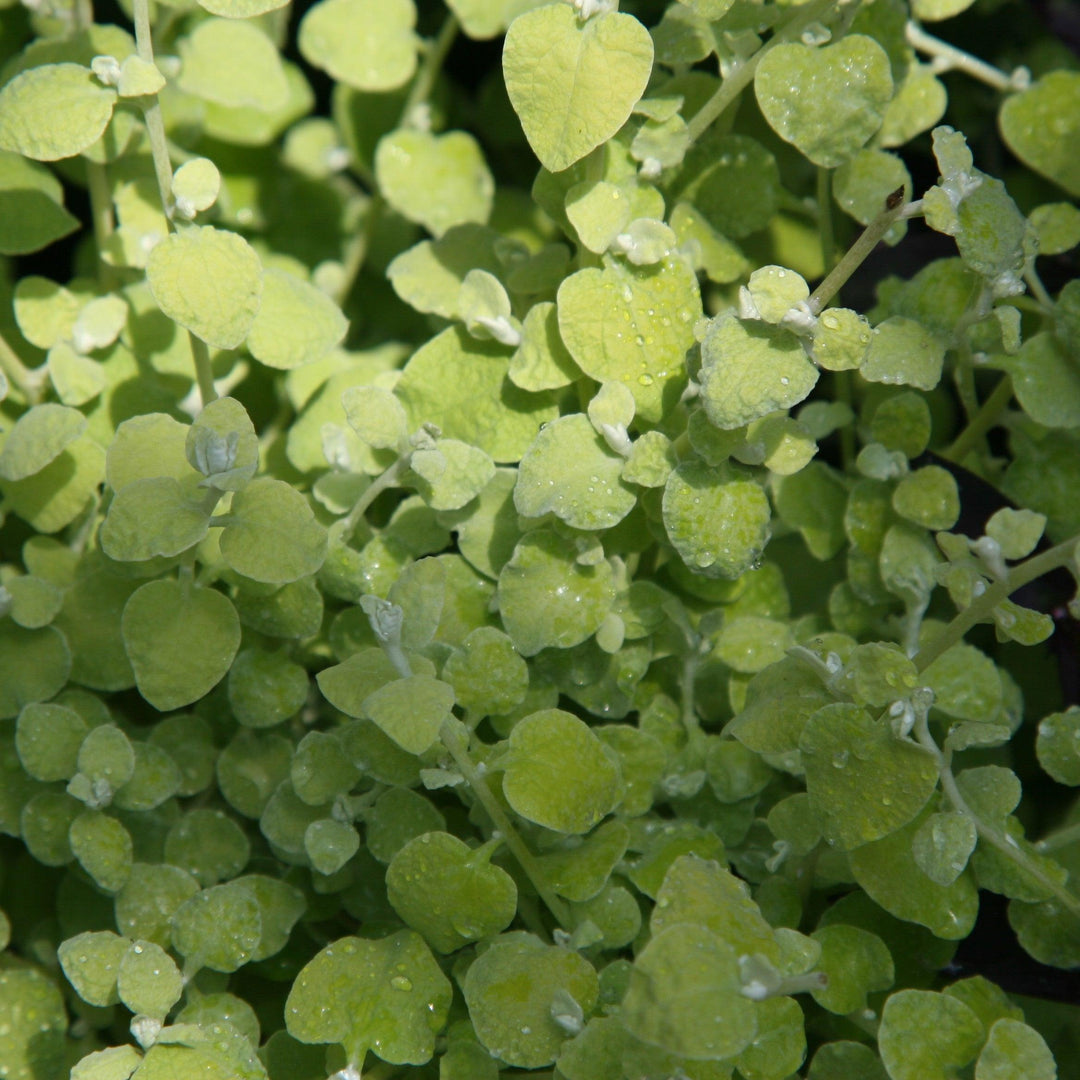 Helichrysum petiolare 'Limelight' ~ Limelight Licorice Plant-ServeScape