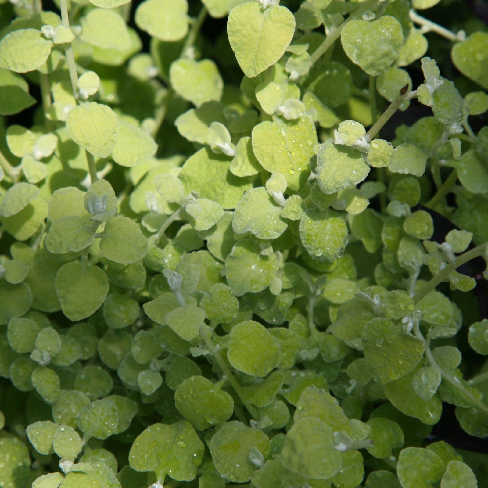 Helichrysum petiolare 'Limelight' ~ Limelight Licorice Plant-ServeScape