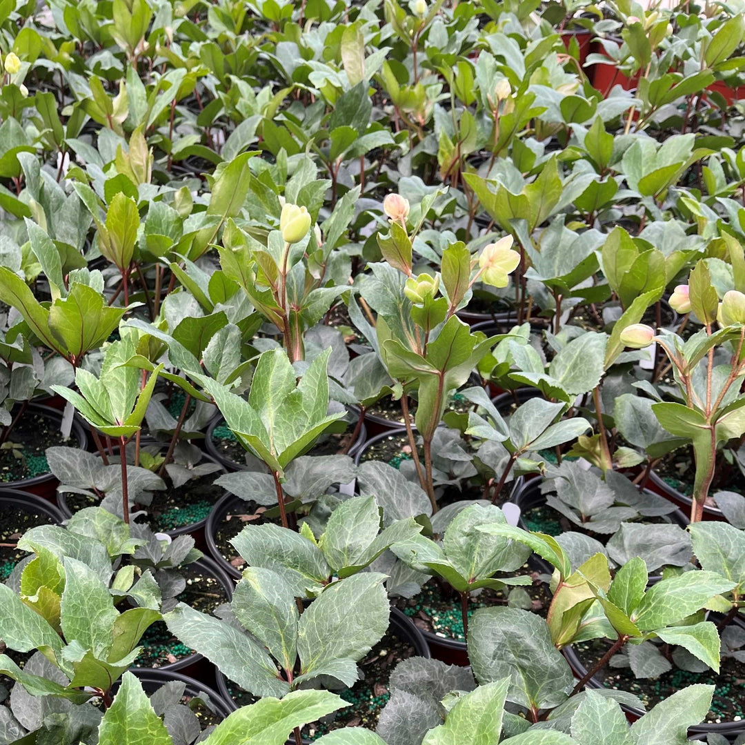 Helleborus x ballardiae 'COSEH 710' ~ HGC® Pink Frost Lenten Rose-ServeScape