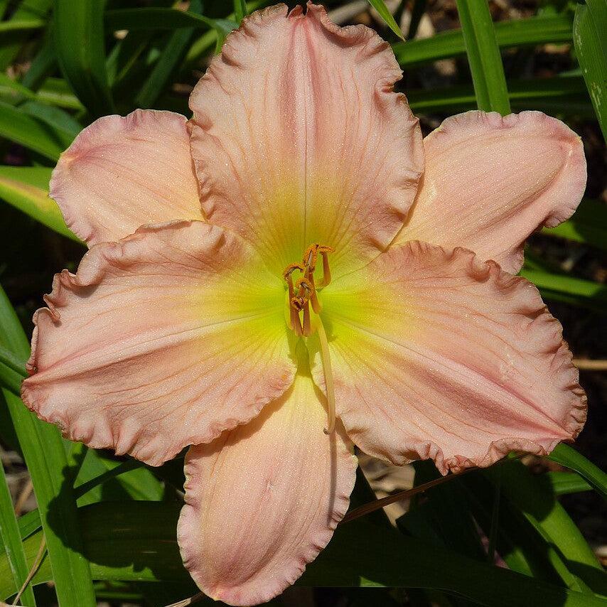 Hemerocallis 'Jolyene Nichole' ~ Jolyene Nichole Daylily-ServeScape