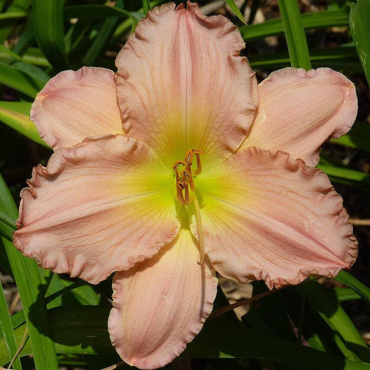 Hemerocallis 'Jolyene Nichole' ~ Jolyene Nichole Daylily-ServeScape