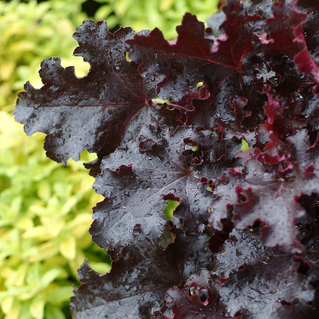 Heuchera 'Black Beauty' ~ Black Beauty Coral Bells-ServeScape