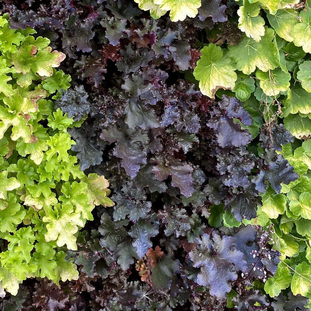 Heuchera 'Black Beauty' ~ Black Beauty Coral Bells-ServeScape