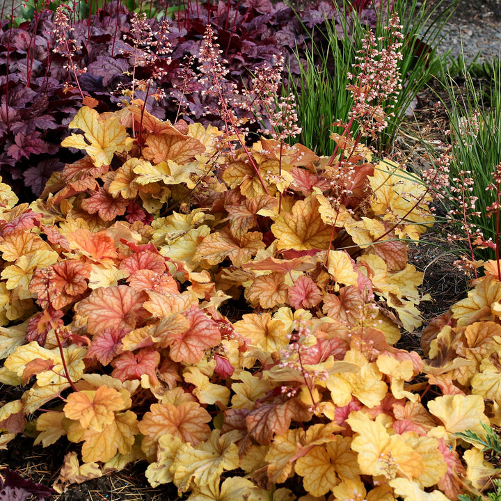 Heuchera 'Champagne' ~ Champagne Coral Bells-ServeScape