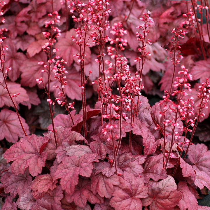 Heuchera x 'Grape Soda' ~ Grape Soda Heuchera-ServeScape
