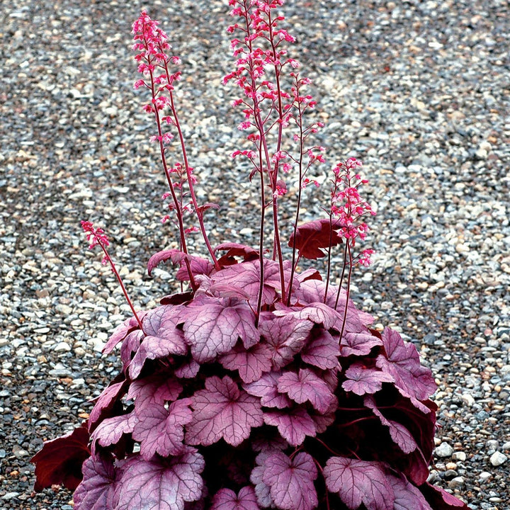 Heuchera x 'Grape Soda' ~ Grape Soda Heuchera-ServeScape