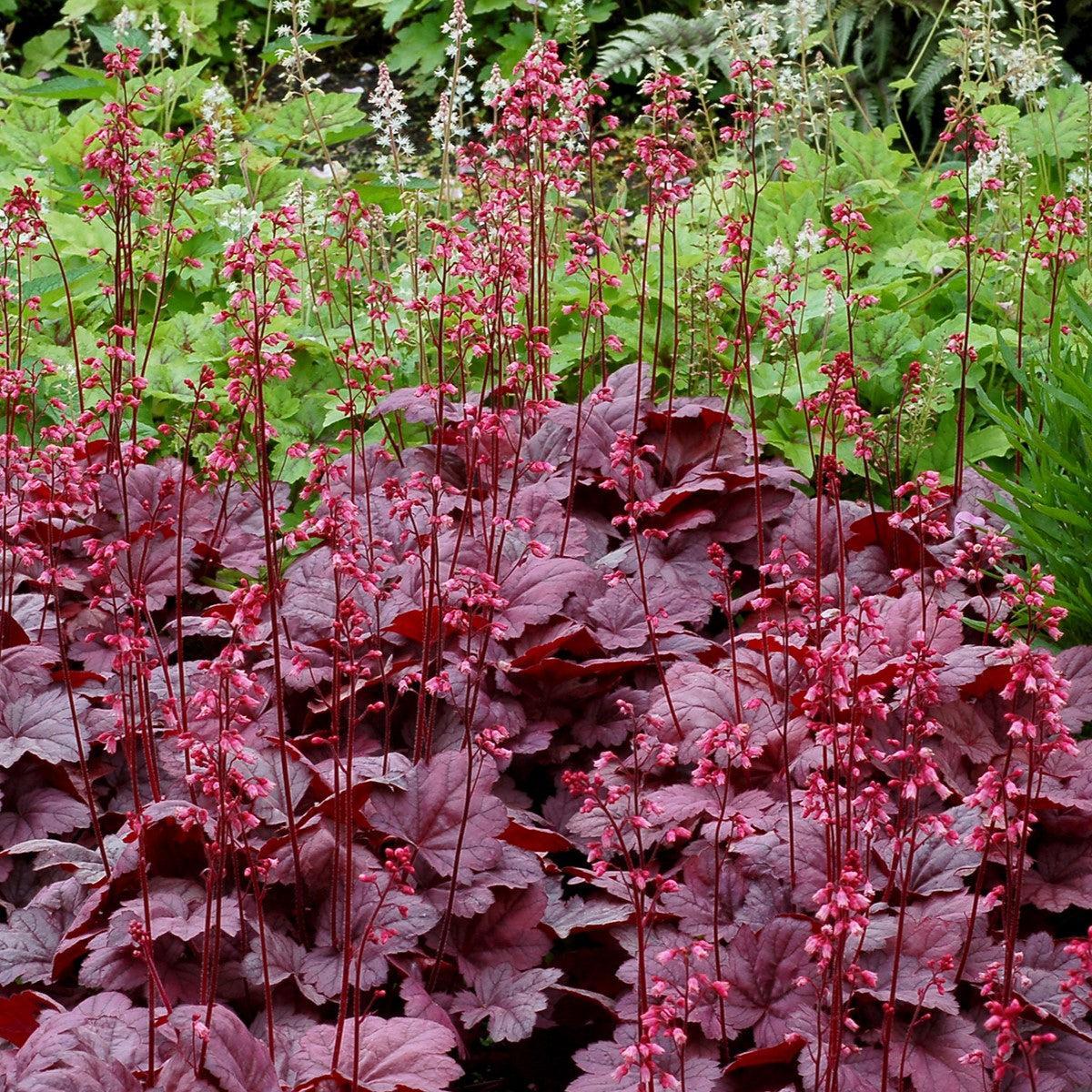 Heuchera x 'Grape Soda' ~ Grape Soda Heuchera-ServeScape