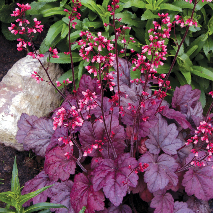 Heuchera x 'Grape Soda' ~ Grape Soda Heuchera-ServeScape