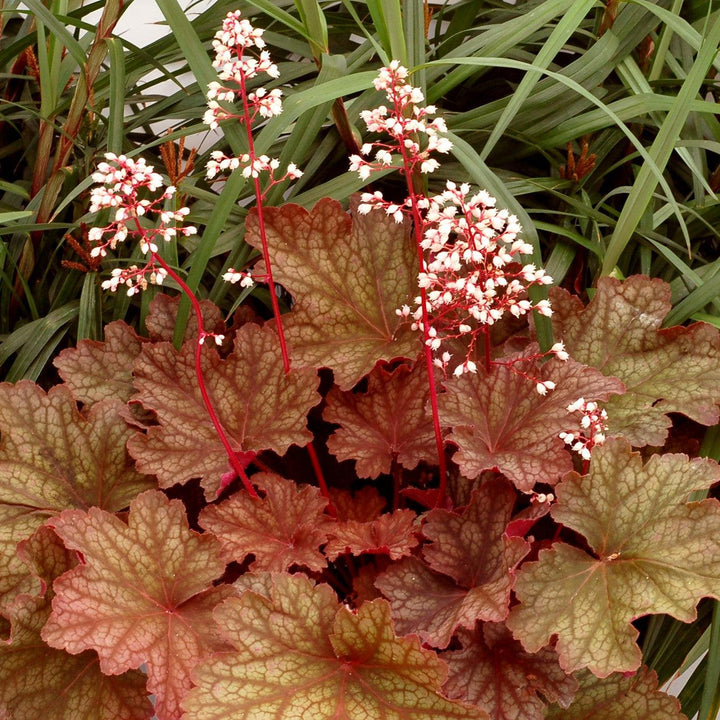 Heuchera 'Rio' ~ CITY™ Rio Heuchera-ServeScape