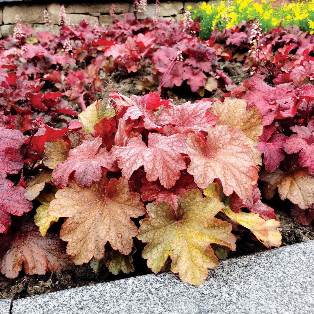 Heuchera 'Rio' ~ CITY™ Rio Heuchera-ServeScape