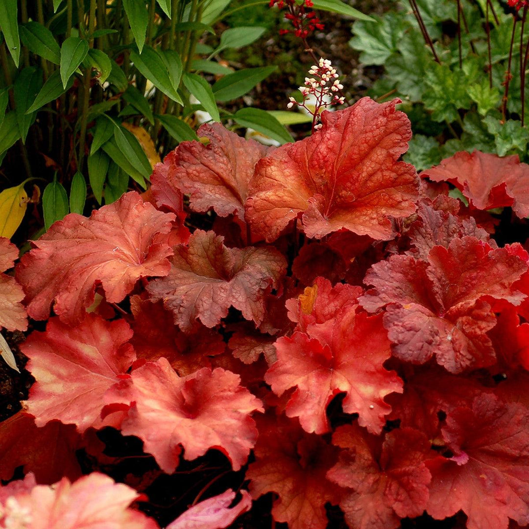 Heuchera 'Rio' ~ CITY™ Rio Heuchera-ServeScape