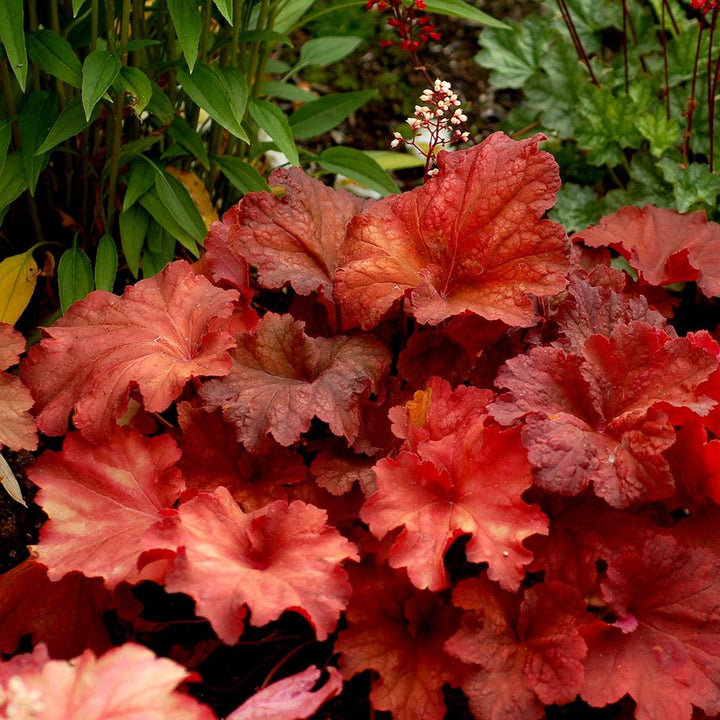 Heuchera 'Rio' ~ CITY™ Rio Heuchera-ServeScape