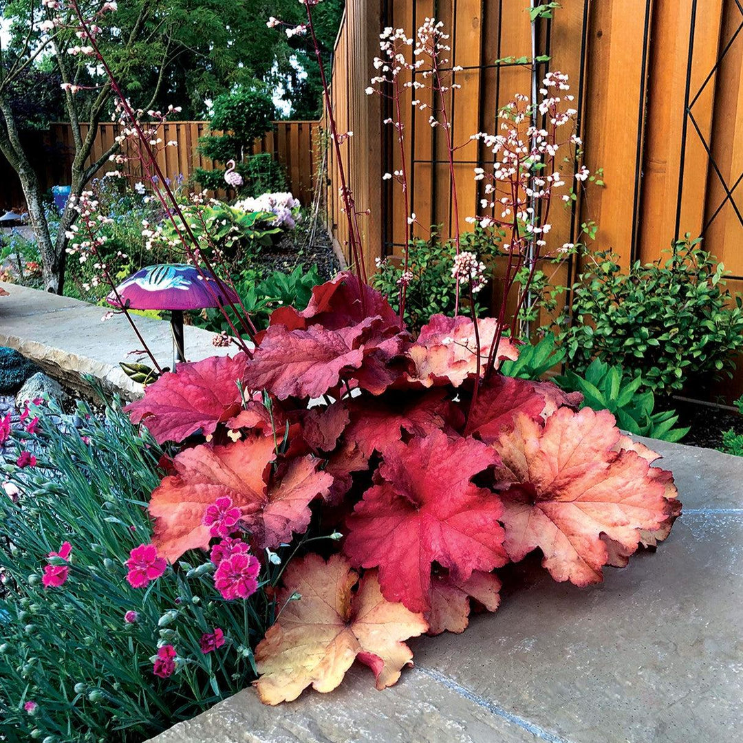 Heuchera 'Rio' ~ CITY™ Rio Heuchera-ServeScape