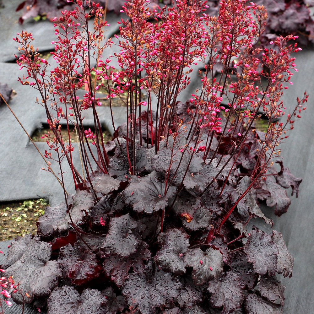 Heuchera hybrid 'TNHEUSSDN' ~ Monrovia® Sirens' Song™ Dark Night Heuchera-ServeScape