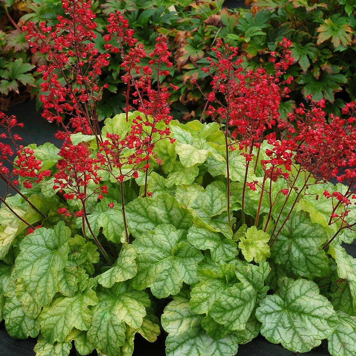 Heuchera x 'Tokyo' ~ CITY™ Tokyo Heuchera-ServeScape