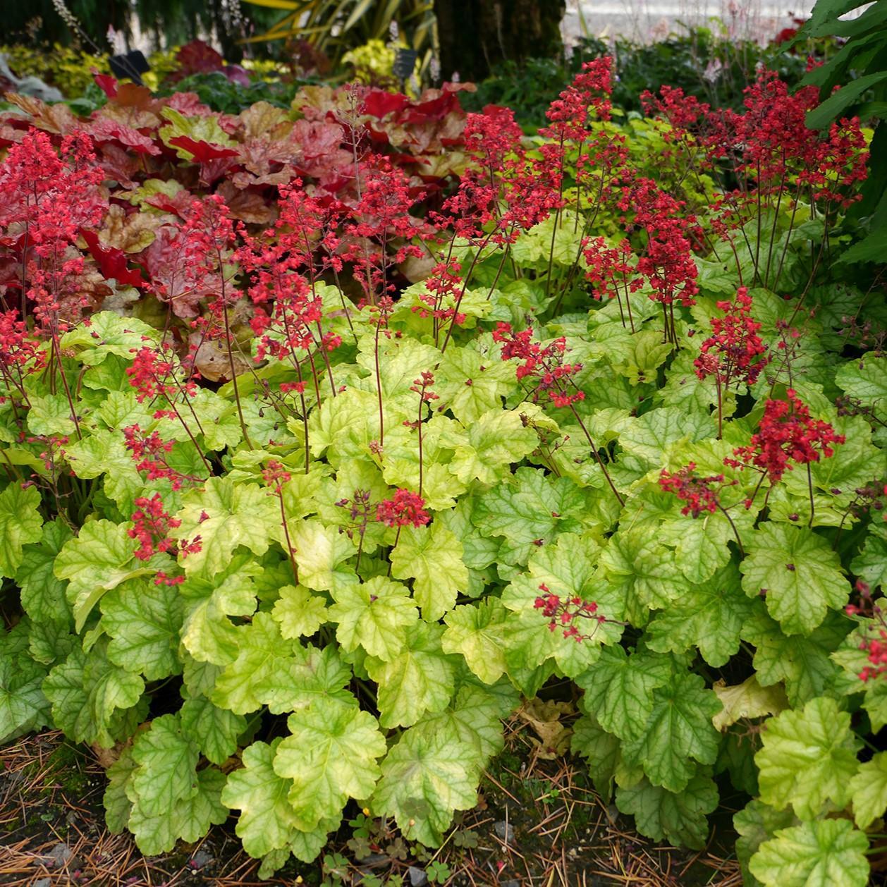 Heuchera x 'Tokyo' ~ CITY™ Tokyo Heuchera-ServeScape