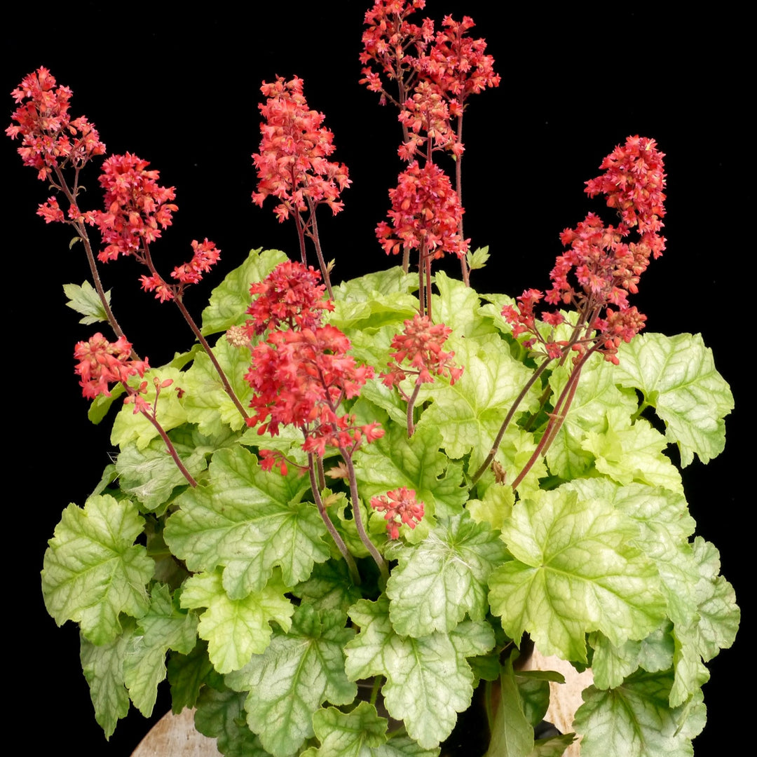 Heuchera x 'Tokyo' ~ CITY™ Tokyo Heuchera-ServeScape