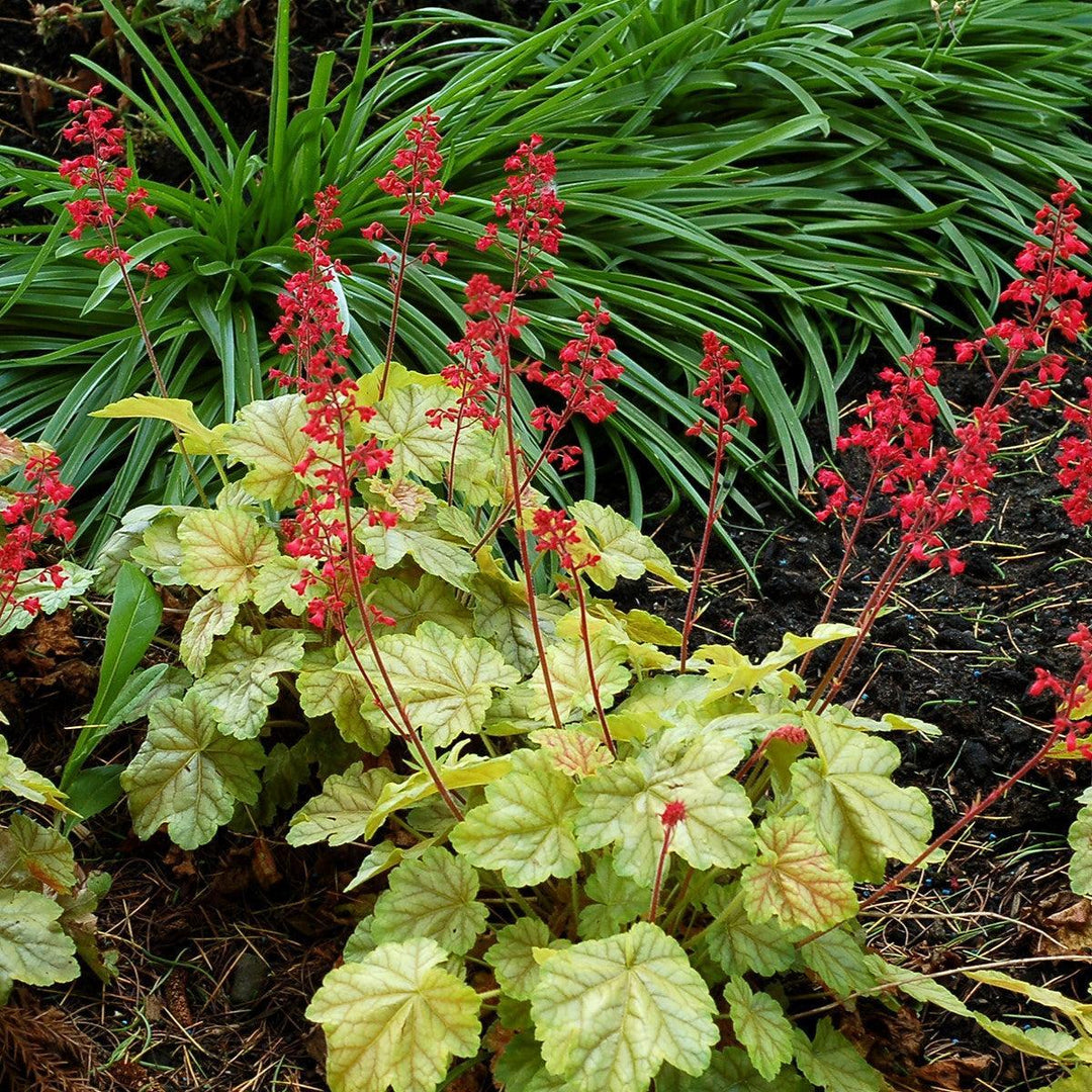 Heuchera x 'Tokyo' ~ CITY™ Tokyo Heuchera-ServeScape