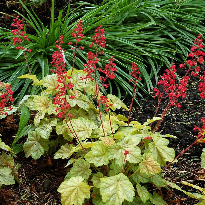 Heuchera x 'Tokyo' ~ CITY™ Tokyo Heuchera-ServeScape
