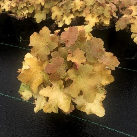 Heuchera 'Caramel' PP16,560 ~ Caramel Coral Bells, Heuchera-ServeScape