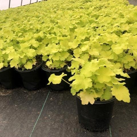 Heuchera villosa 'Citronelle' ~ Citronelle Coral Bells, Heuchera-ServeScape