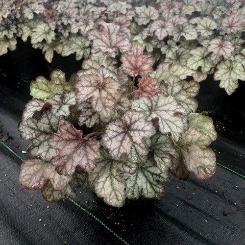 Heucherella 'Cracked Ice' ~ Cracked Ice Coral Bells, Alumroot-ServeScape