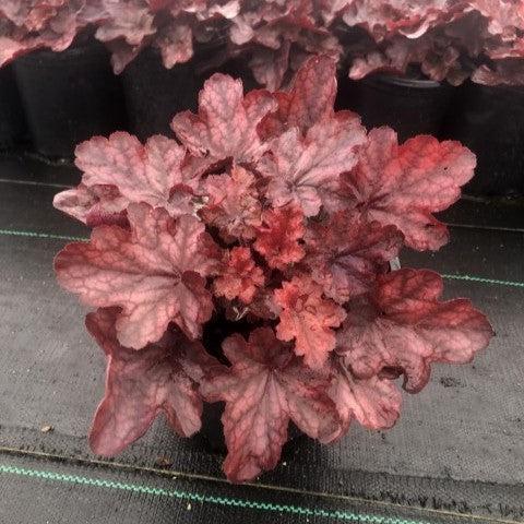 Heuchera x 'Fire Chief' ~ Fire Chief Coral Bells-ServeScape