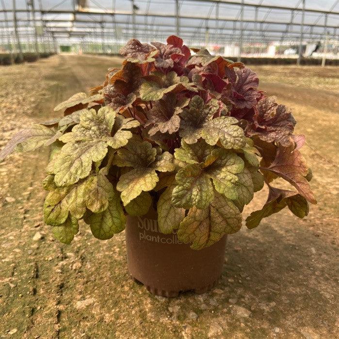 Heucherella 'Buttered Rum' ~ Buttered Rum Foamy Bells-ServeScape