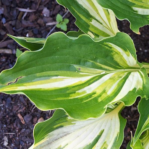 Hosta 'Lakeside Paisley Print' ~ Monrovia® Lakeside Paisley Print Hosta-ServeScape